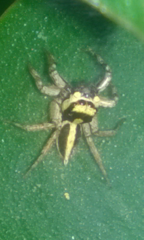 Leptofreya