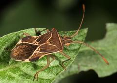 Cletoliturus lituripennis