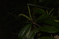 Quintinia verdonii