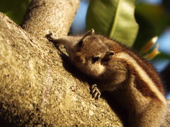 Funambulus pennantii