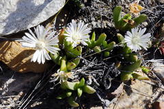 Ruschia albida