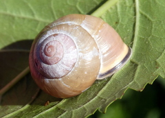 Cepaea nemoralis