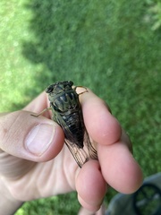 Neotibicen latifasciatus