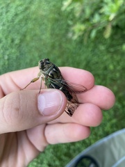 Neotibicen latifasciatus