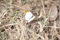 Colotis antevippe