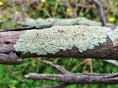 Flavoparmelia soredians