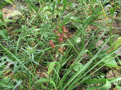 Hypericum attenuatum