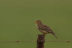Galerida magnirostris magnirostris