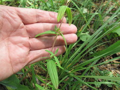 Hypericum attenuatum