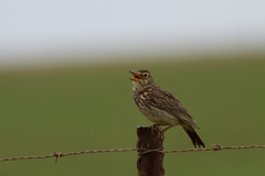 Galerida magnirostris magnirostris