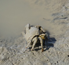 Venitus latreillei