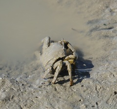 Venitus latreillei
