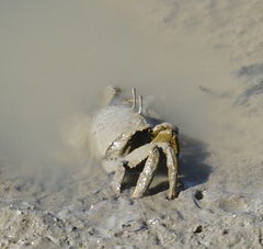 Venitus latreillei