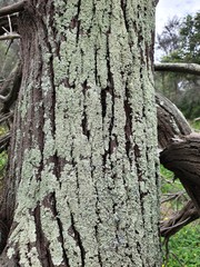 Flavoparmelia soredians