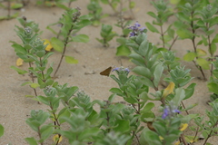 Polytremis zina