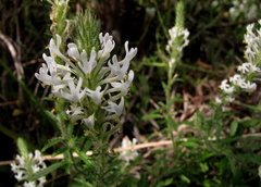 Dischisma ciliatum erinoides