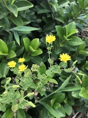 Crepidiastrum denticulatum