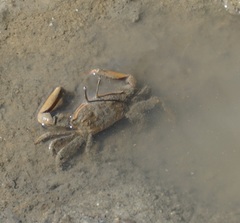 Venitus latreillei