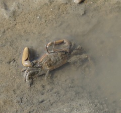Venitus latreillei