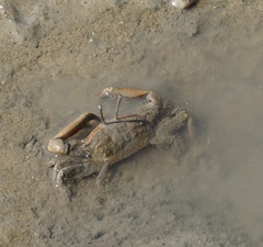Venitus latreillei