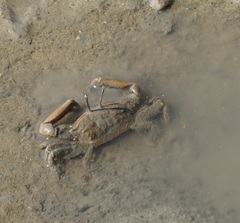 Venitus latreillei