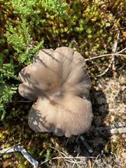 Pseudoclitocybe cyathiformis