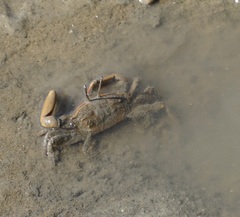Venitus latreillei