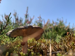Pseudoclitocybe cyathiformis