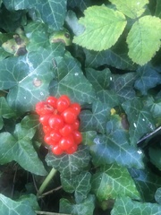 Arum maculatum