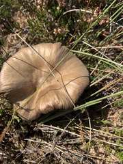 Pseudoclitocybe cyathiformis