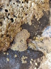 Lithophyllum byssoides