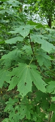 Acer platanoides