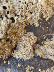 Lithophyllum byssoides