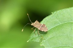 Cletomorpha benita