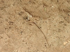Sitana ponticeriana