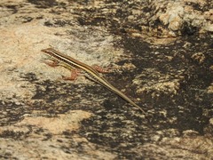 Ophisops leschenaultii