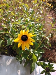 Rudbeckia