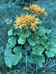 Ligularia dentata