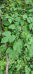 Humulus lupulus