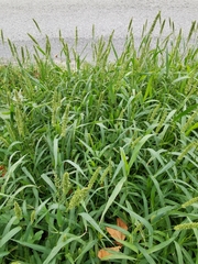 Setaria verticillata ambigua