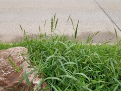 Setaria verticillata ambigua