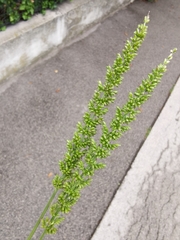 Setaria verticillata ambigua