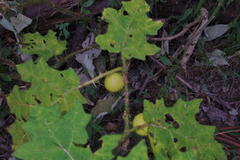 Solanum aculeatissimum