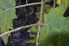 Solanum aculeatissimum
