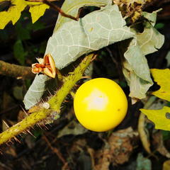 Solanum aculeatissimum