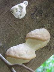Trametes meyenii