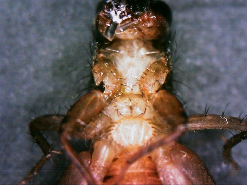 Cuban Ground Cricket photo 4