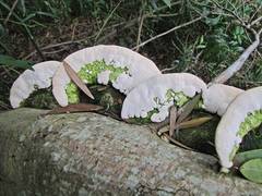 Trametes meyenii