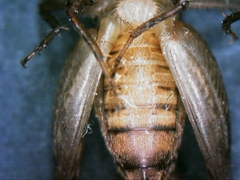 Neonemobius cubensis