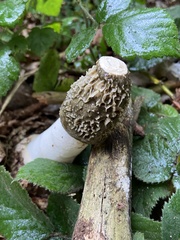 Phallus impudicus
